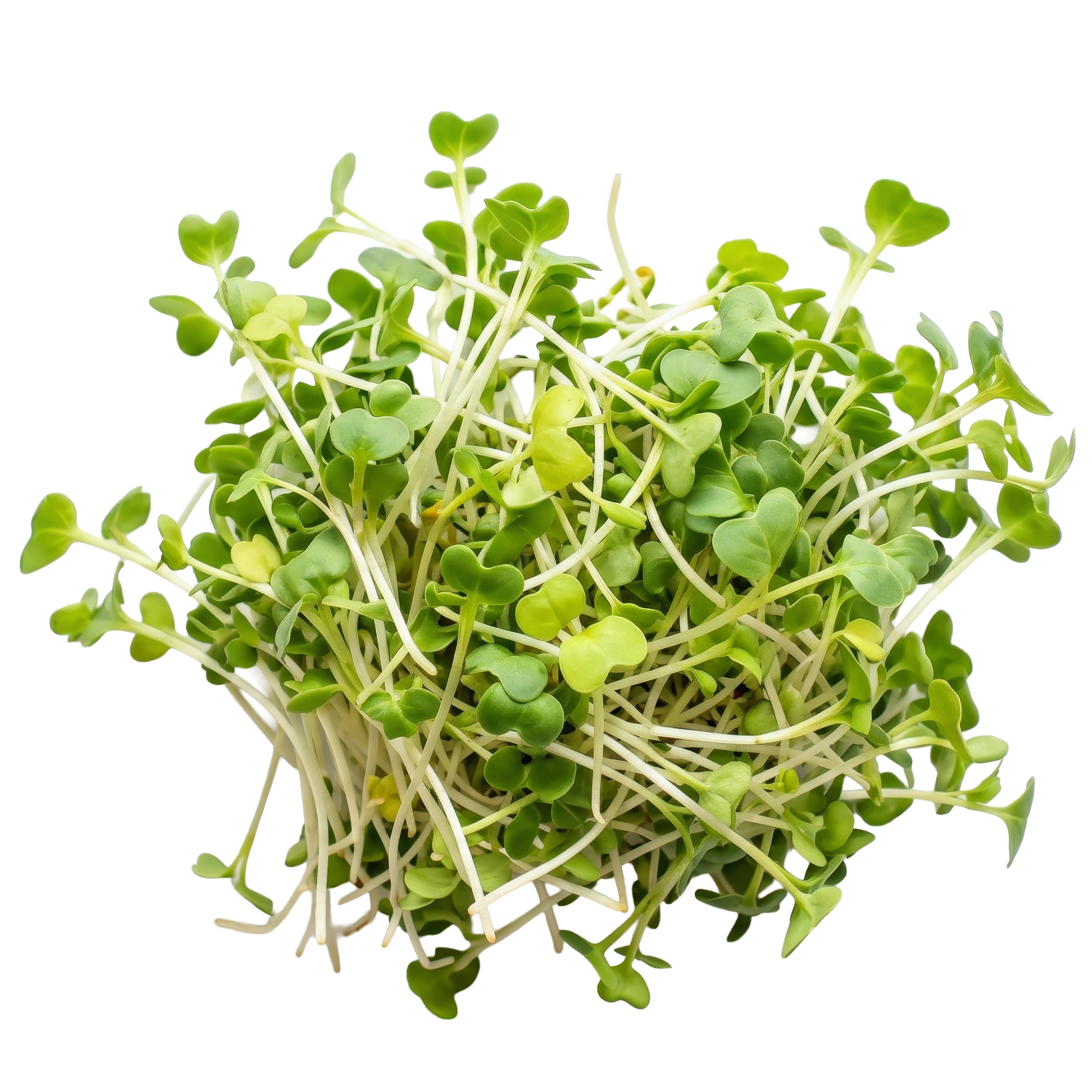 Broccoli Sprouts (Whole)